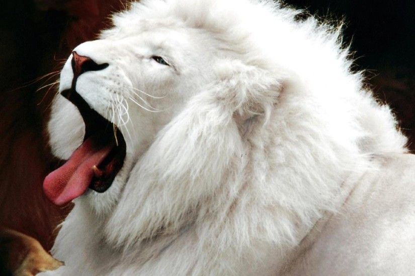 Wallpaper white lion