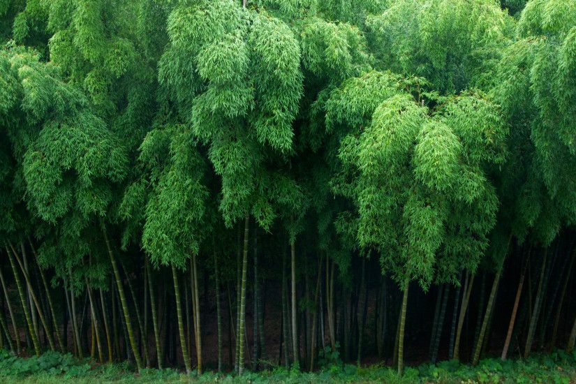 free images bamboo backgrounds download high definiton wallpapers amazing  colourful free download wallpapers hi res cool best 2560Ã1600 Wallpaper HD
