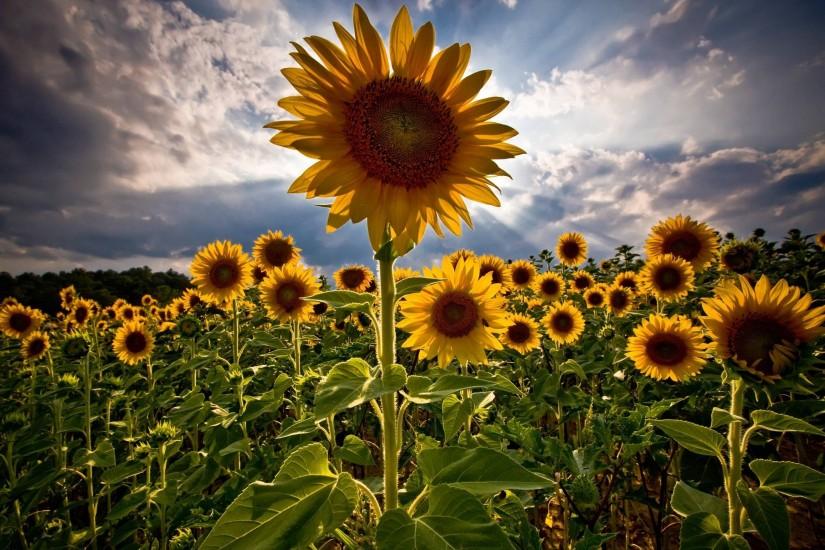 sunflower background 2560x1600 images