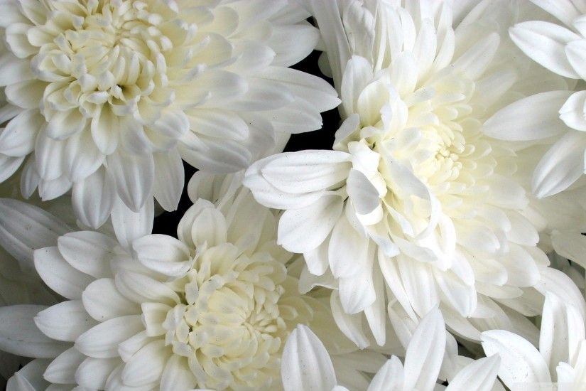 5. white-flowers-wallpaper6-1-600x338