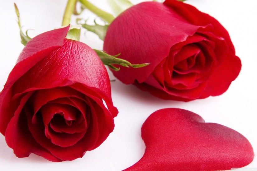 Download high definition red rose wallpaper for desktop. Red rose picture.
