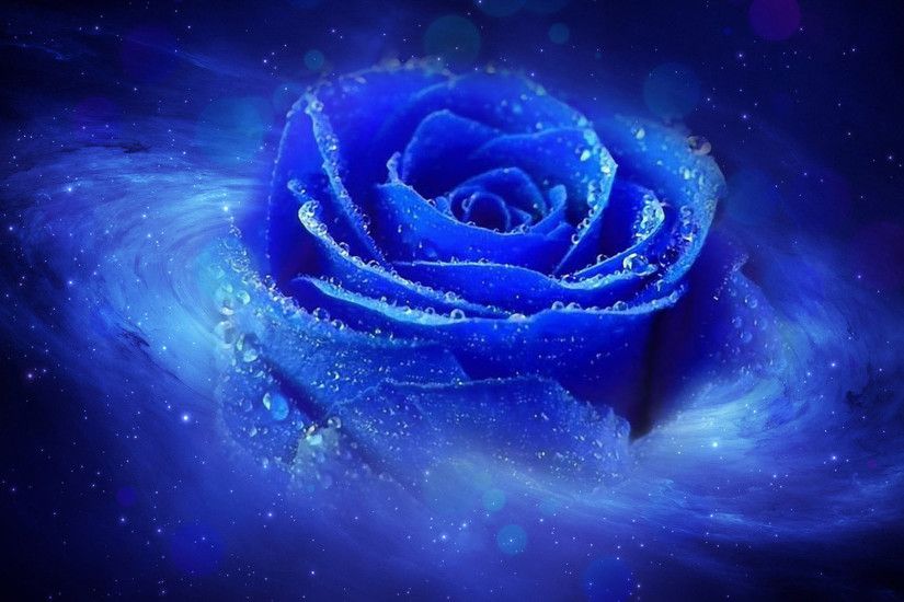 Blue Roses HD Wallpapers Free Download