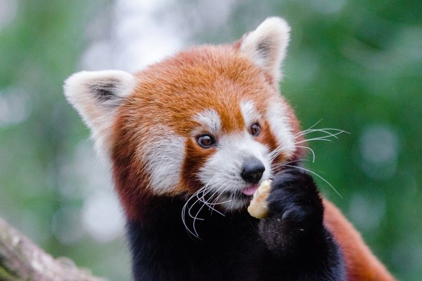 1920x1200 Wallpaper red panda, lesser panda, food, cute