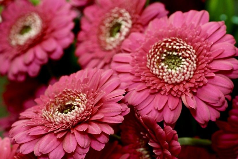Daisy Gerbera Pink Nature Flowers Flower Wallpapers For Computer Background