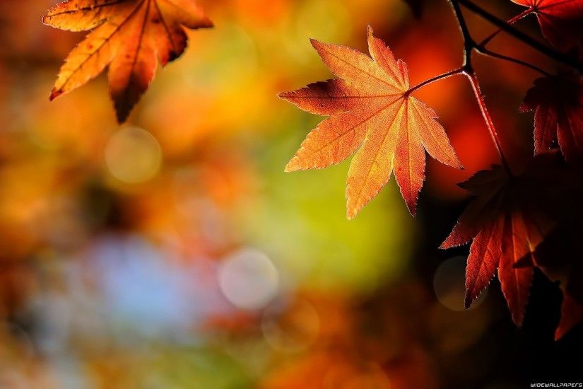 Red Fall Leaf wallpaper Fall Leaves wallpaper Autumn leaves background clip  art free vector download (, 1920x1200