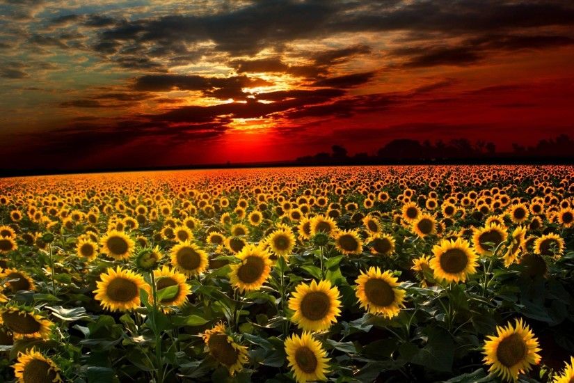 Sunflower Computer Wallpapers, Desktop Backgrounds 2560x1600 Id ..