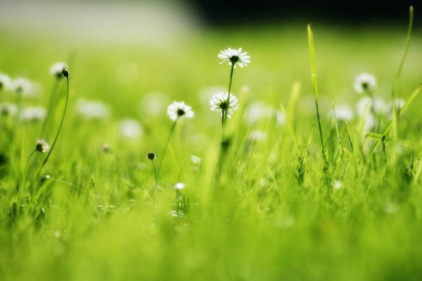 Green Grass with Daisy Background Wallpaper