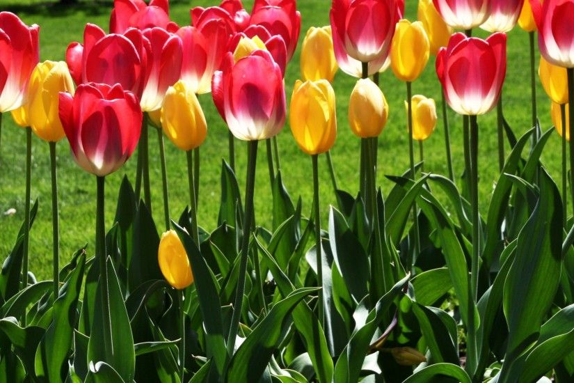 ipad wallpaper Spring Season 2048x2048  tulips_flowers_flowerbed_park_grass_spring