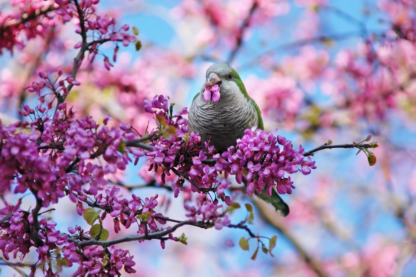 spring wallpaper bird. Â«Â«