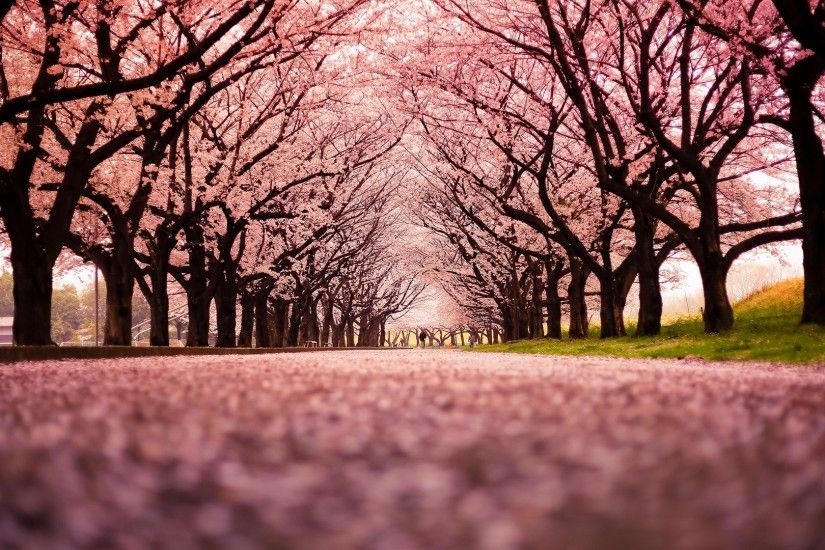 landscape, Cherry Blossom, Trees, Path, Nature Wallpapers HD / Desktop and  Mobile Backgrounds