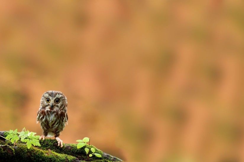 cute owl desktop wallpaper 2562