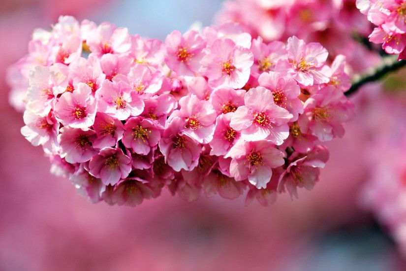 40 Beautiful Flower Wallpapers for your desktop ...