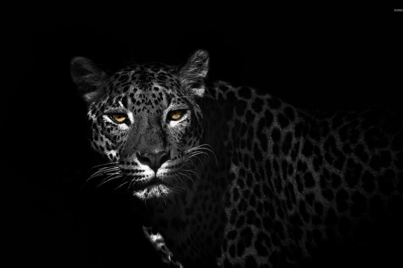 Leopard reaching from the darkness wallpaper