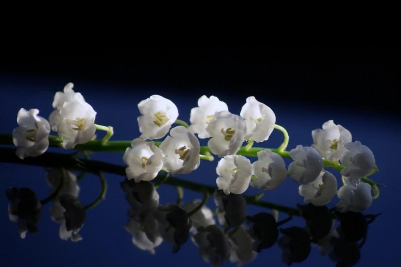 Preview wallpaper lily of the valley, close up, spring, surface, reflection  1920x1080