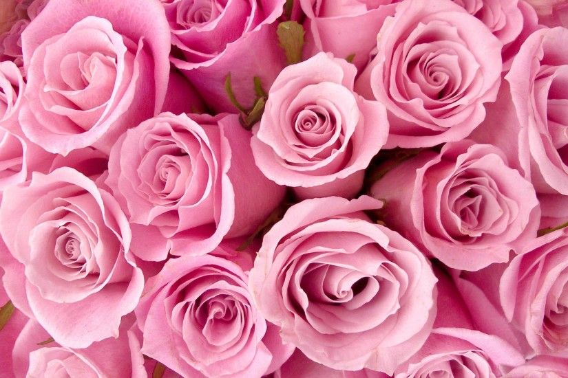 Photo of Pretty Pink Roses Wallpaper for fans of Pink (Color).
