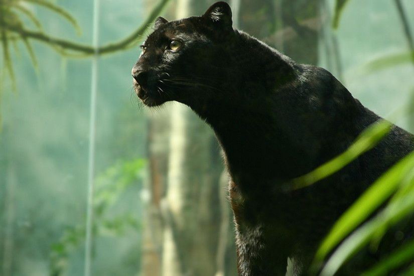 Explore Beautiful Cats, Black Panthers, and more! wallpaper Panther  Wallpapers