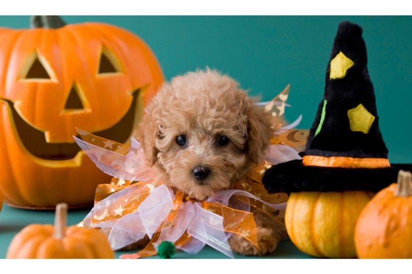 Pets Halloween Wallpaper Images - Reverse Search. Pets Halloween Wallpaper  Images Reverse Search