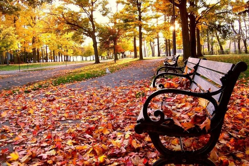 Autumn Leaves Photography Wallpaper HD Resolution