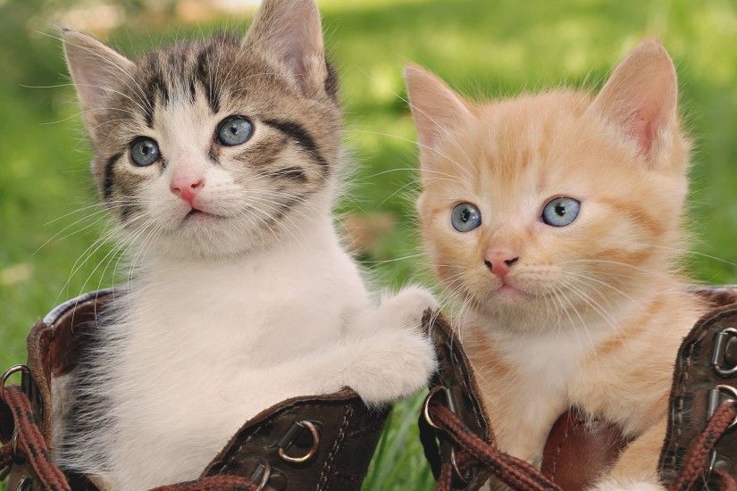 Cute mother cat and baby cat wallpaper downloads, beautiful 1920Ã1080 Cute  Baby Cats