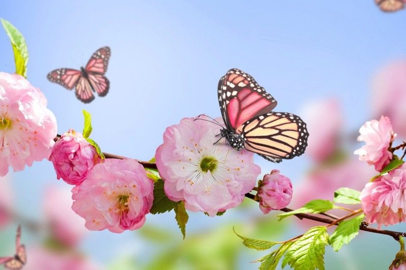 Preview wallpaper flowers, butterflies, spring, bloom, branch 2560x1440