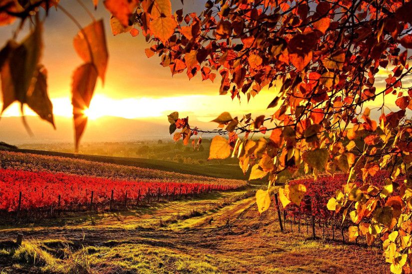 hd pics photos orange beautiful vineyard nature desktop background wallpaper