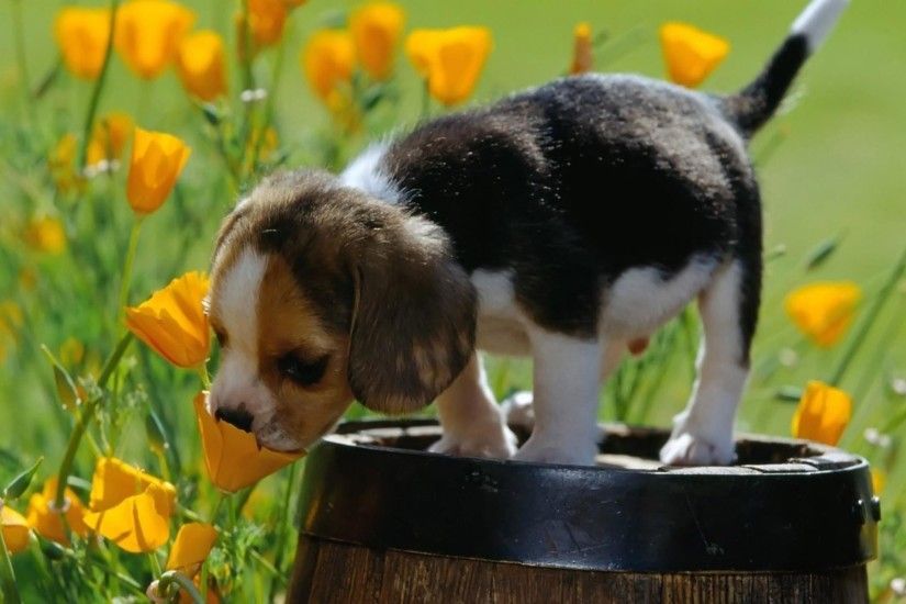 nature, Animals, Baby Animals, Puppies, Dog, Yellow Flowers, Field,  Barrels, Beagles Wallpapers HD / Desktop and Mobile Backgrounds