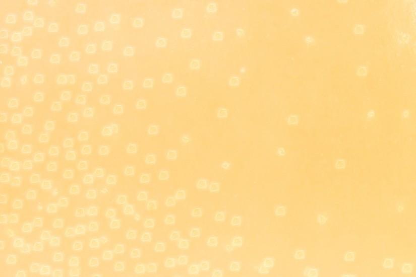 Peach Abstract Background 1