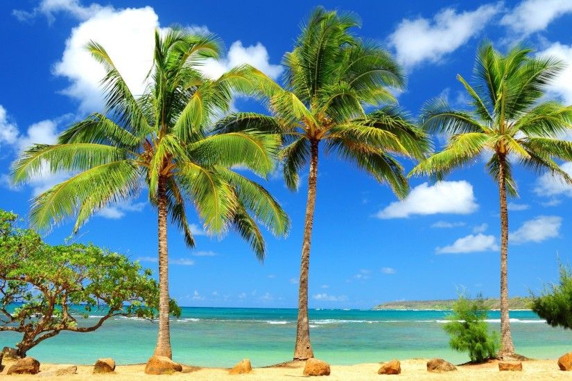 Palms in Kauai, Hawaii wallpaper