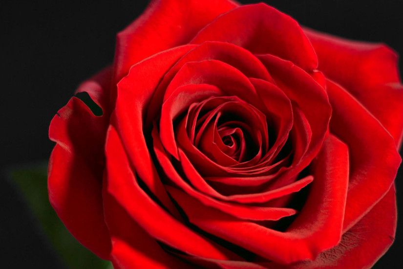Beautiful red rose on a black background closeup