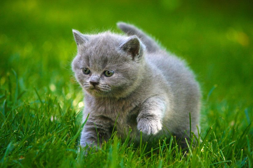 Cat Wallpapers For Android ...