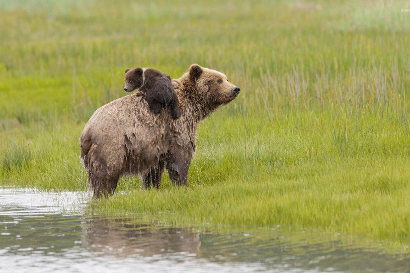 Brown bear with a cub wallpaper