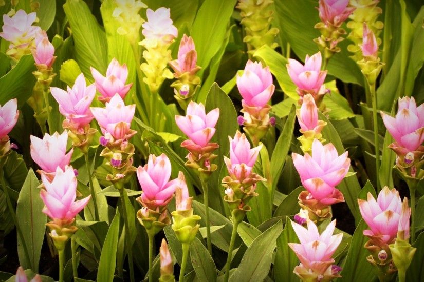 ... flower pot, leafs, pinnacle, tulips, flower pattern, pink rose, flower  garden, drop of water, flower background, pink flower, pink flowers, green  leaf, ...