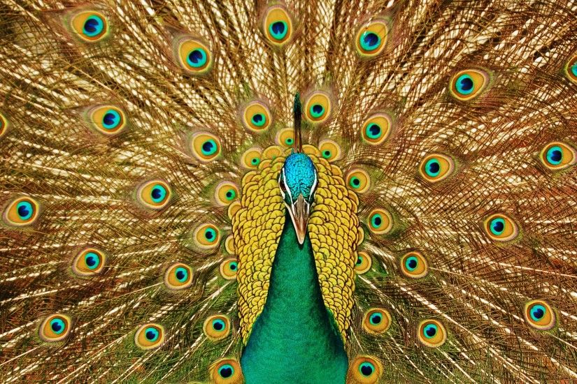 3840x2160 Wallpaper bird, peacock, feathers, tail