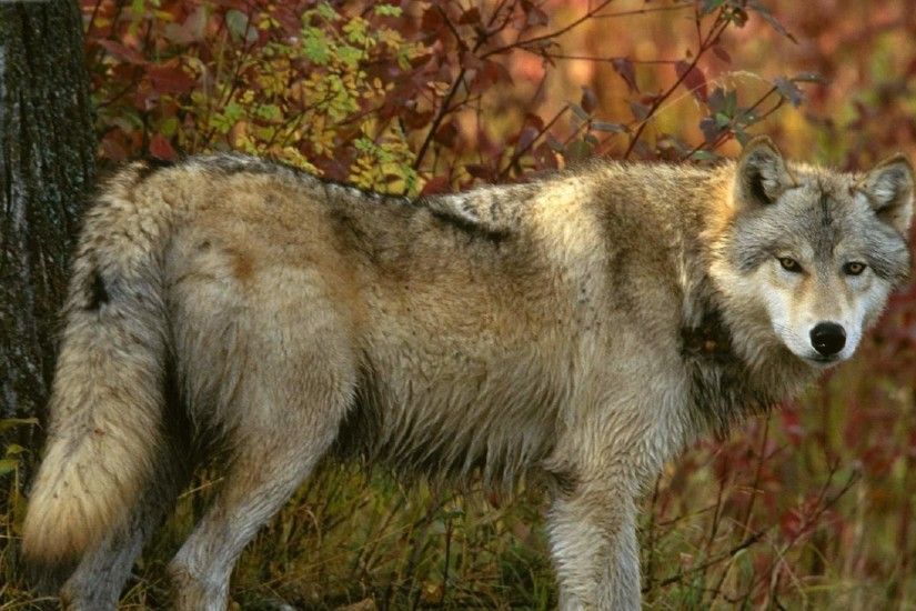 Wolf Forest Predator Wallpaper