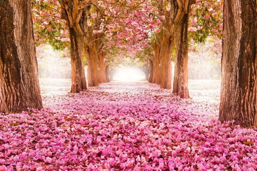 ... free pink flower wallpapers wide long wallpapers ...