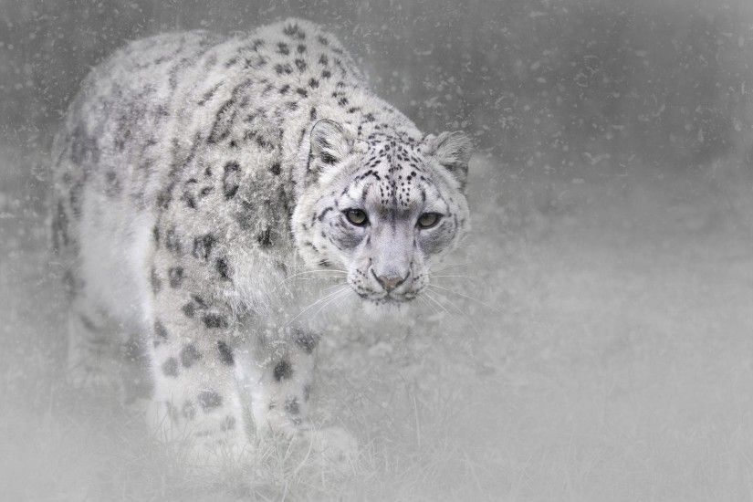 HD Wallpaper | Background ID:784070. 2048x1497 Animal Snow Leopard