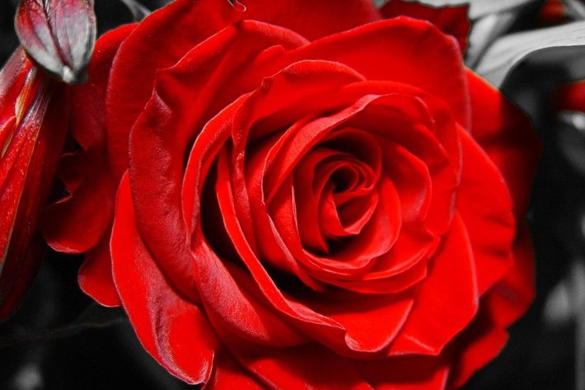 Red rose on black and white background on March 8 wallpapers and .