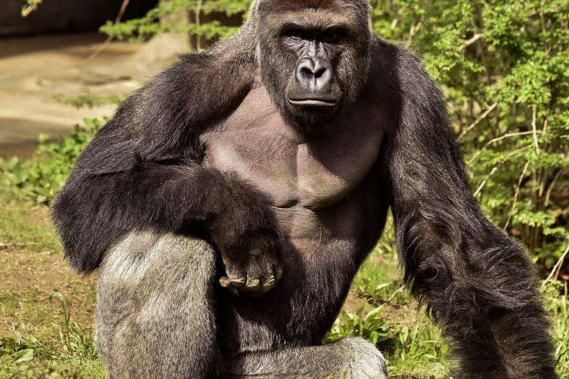 harambe wallpaper images (2) - HD Wallpapers Buzz