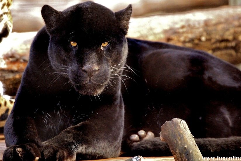 Panther Wallpapers, Download Free Black Panthers HD Wallpaper