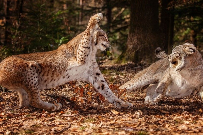 animals fight lynx wild cat wallpaper (#2795987) / Wallbase.cc