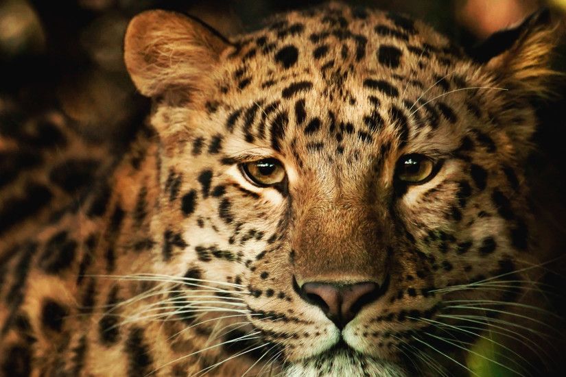3840x2160 Wallpaper leopard, face, nose, spotted