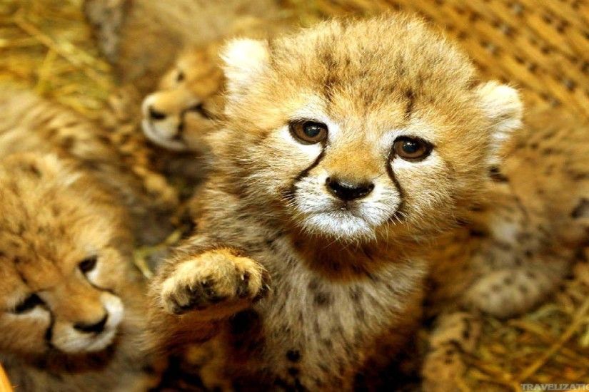 Cute Baby Animals Wallpaper Background Baby Wall 1920Ã1080