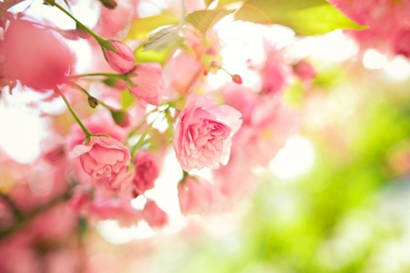 ... Background Spring Flowers HD Desktop ...