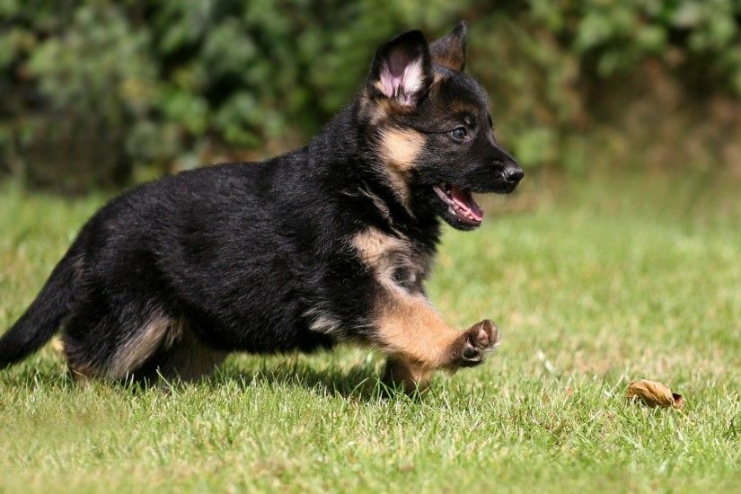 Cute German Shepherd Puppy Wallpaper 45733