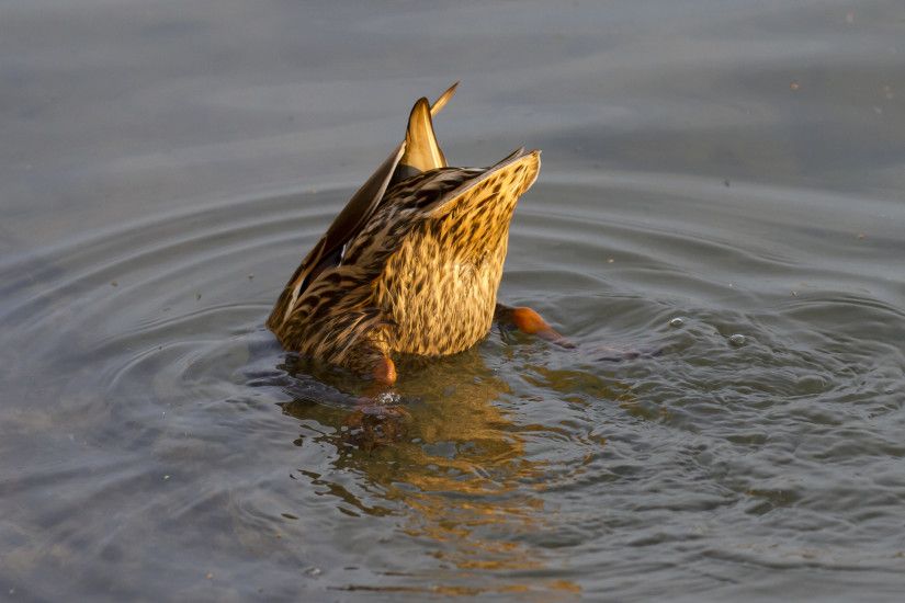 File:Mallard duck diving.jpg