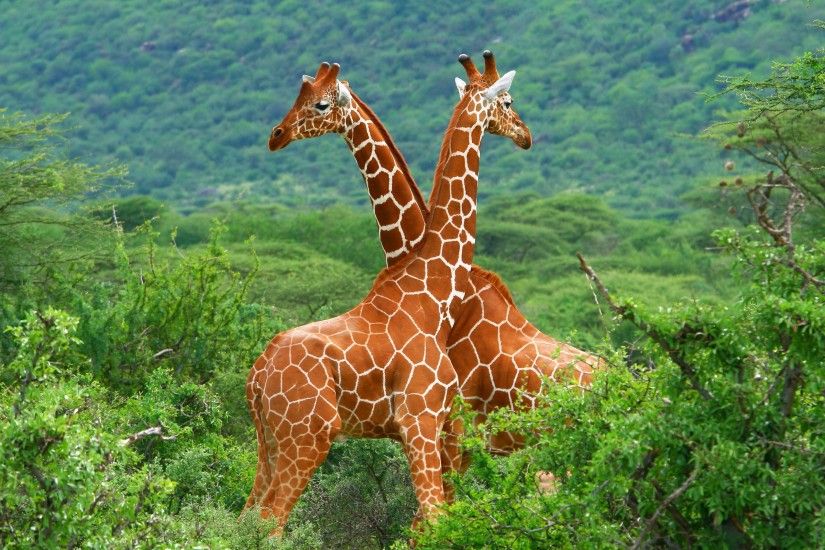 giraffes, Animals, Forest Wallpapers HD / Desktop and Mobile Backgrounds