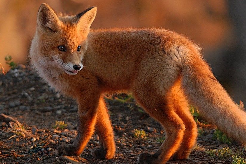 Foxes images Red Fox HD wallpaper and background photos