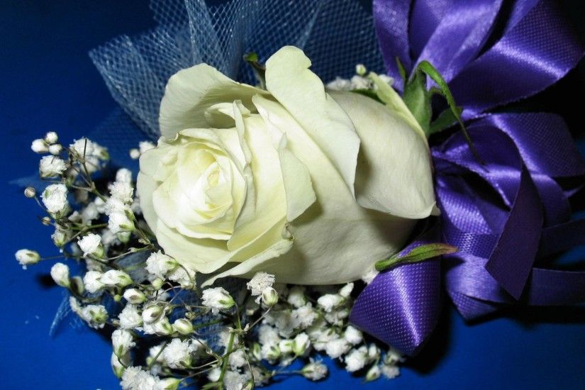 ... white and blue roses wallpaper 6 ...