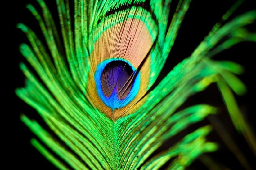 Peacock feather wallpaper - 778127