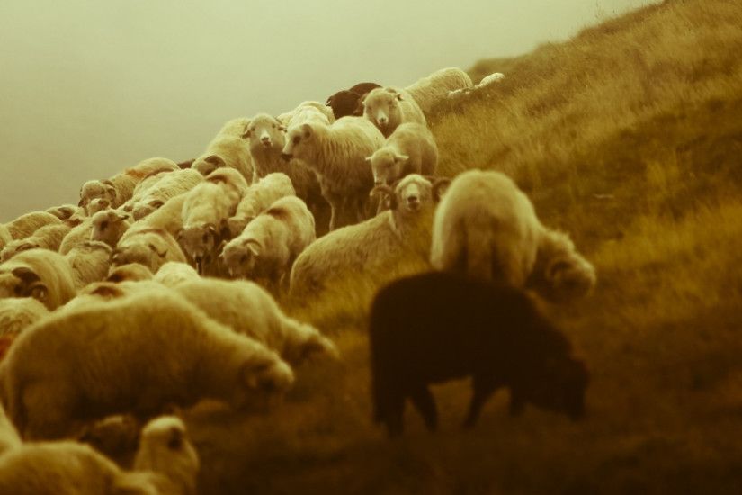 3840x1200 Wallpaper sheep, shepherd, pasture, field, fog